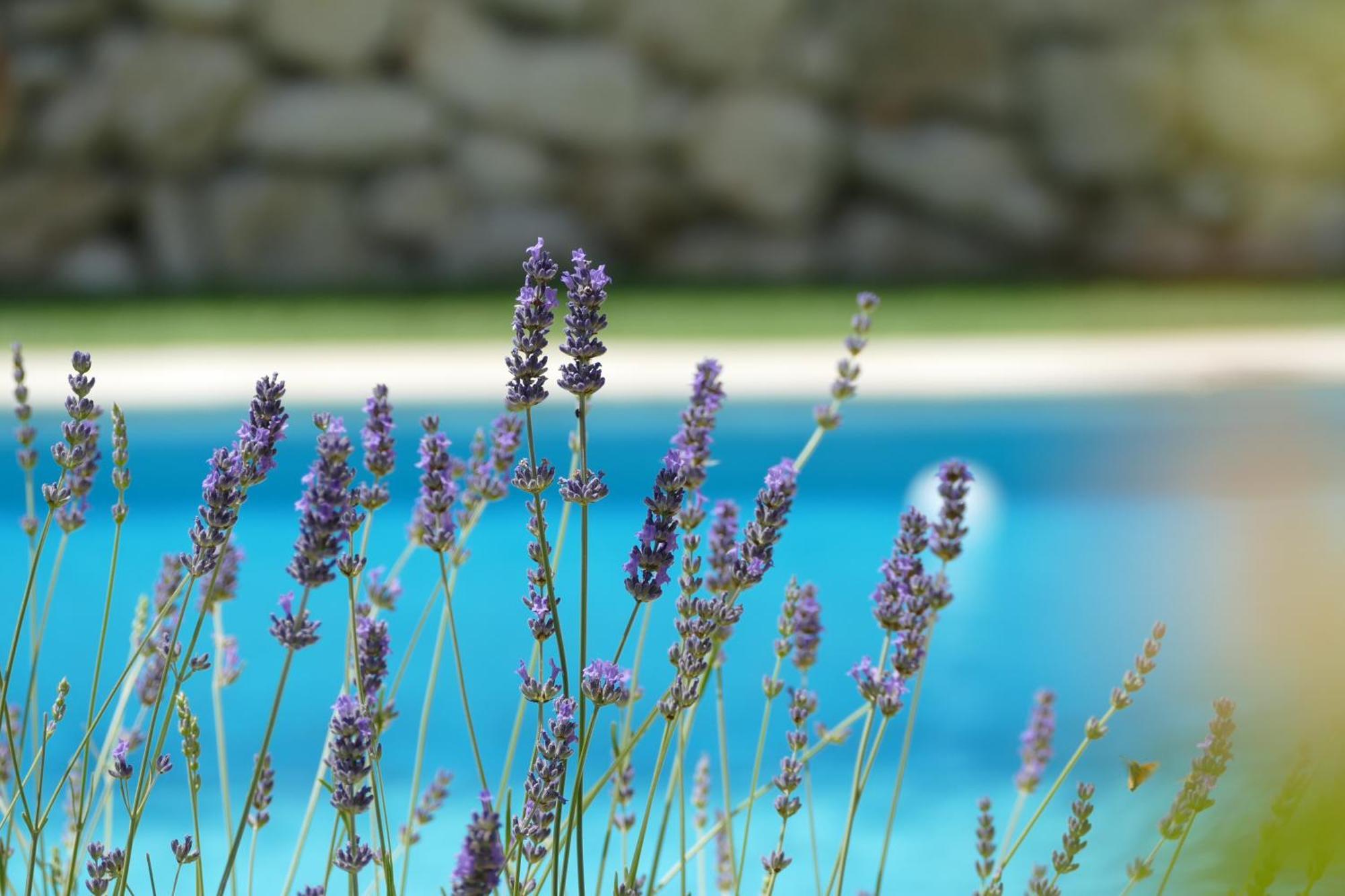 Kalpic Suites & Villa Lozovac Esterno foto